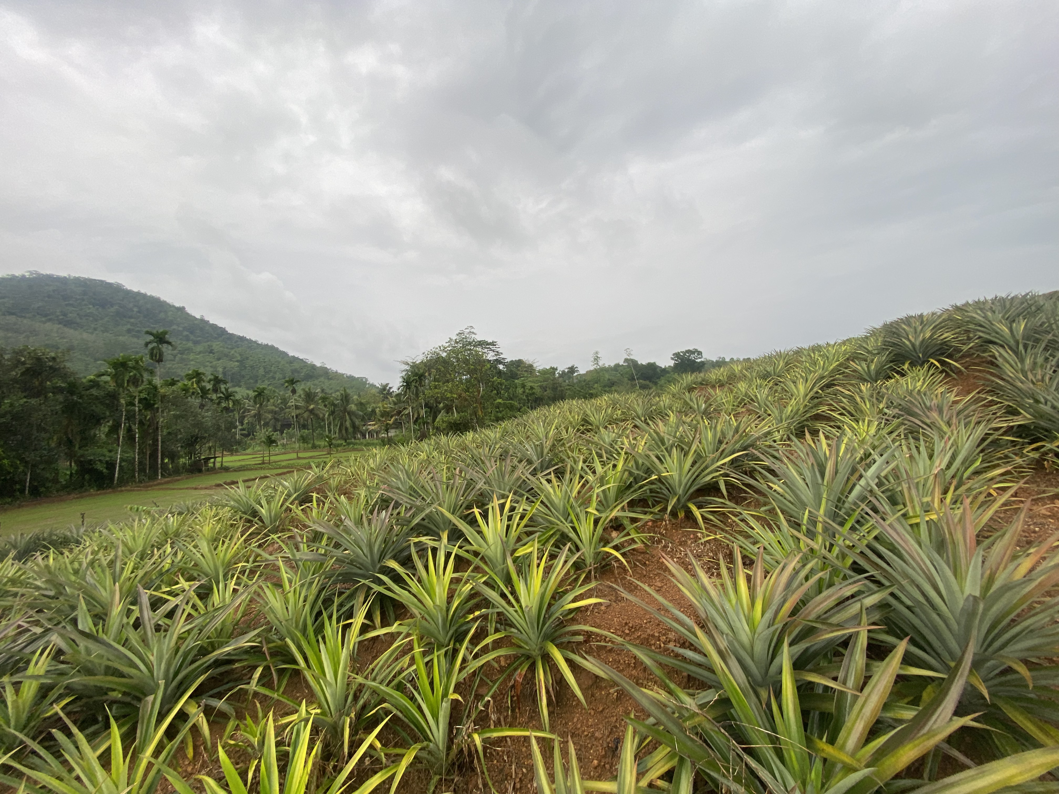 Sustainable Practices